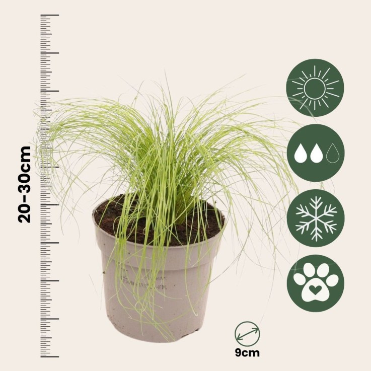 Herbe aux plumes - Set de 6 - Stipa tenuifolia 'Pony Tails' - H20-30cm - ⌀9cm