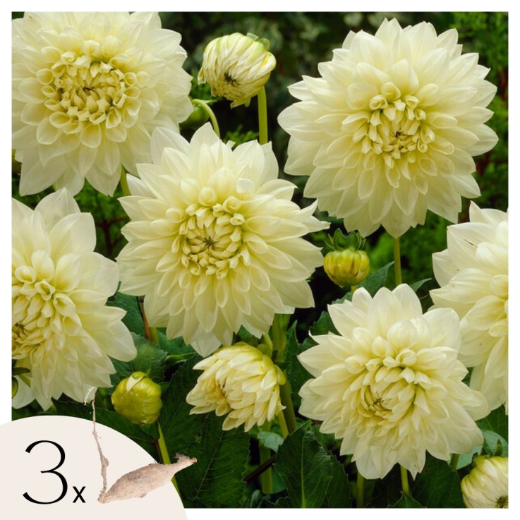Dahlias - Set de 3 - Dahlia 'White Perfection' - Bulbes à fleurs - Blanc