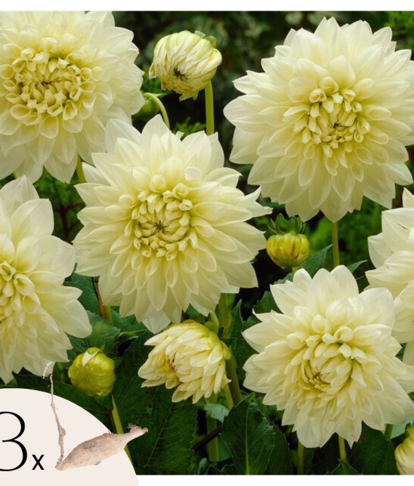Dahlias - Set de 3 - Dahlia...