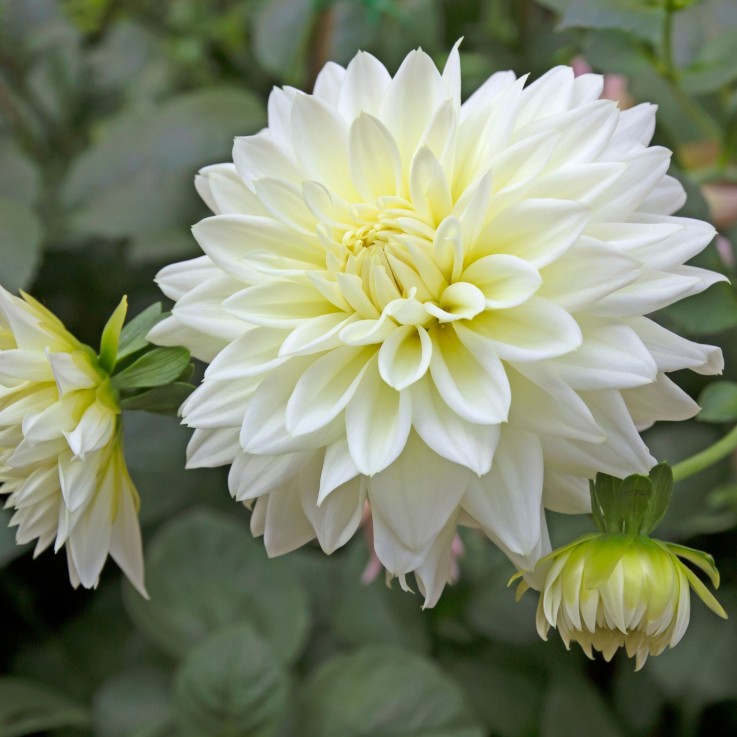 Dahlias - Set de 3 - Dahlia 'White Perfection' - Bulbes à fleurs - Blanc