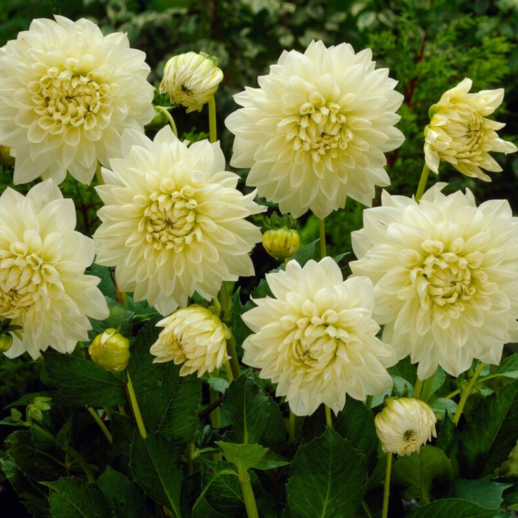Dahlias - Set de 3 - Dahlia 'White Perfection' - Bulbes à fleurs - Blanc