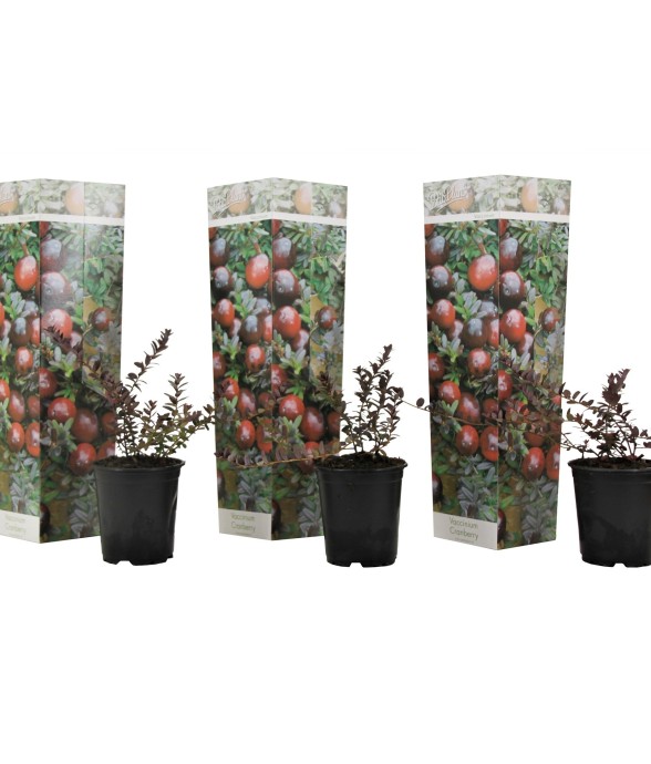 Canneberge - Set de 3 -...