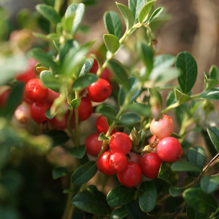 Canneberge - Set de 3 - Vaccinium macrocarpon 'Cranberry' - H10-20cm - ⌀9cm