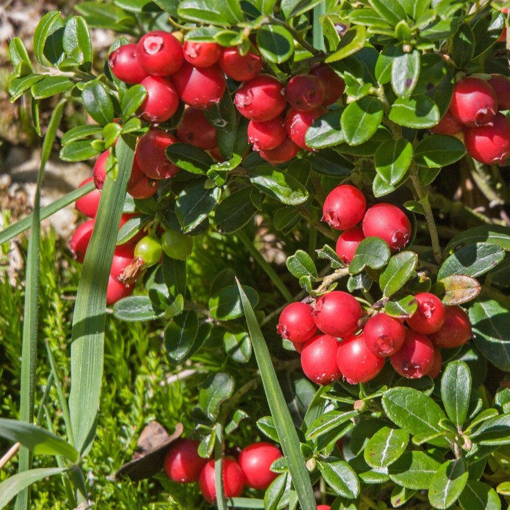 Canneberge - Set de 3 - Vaccinium macrocarpon 'Cranberry' - H10-20cm - ⌀9cm