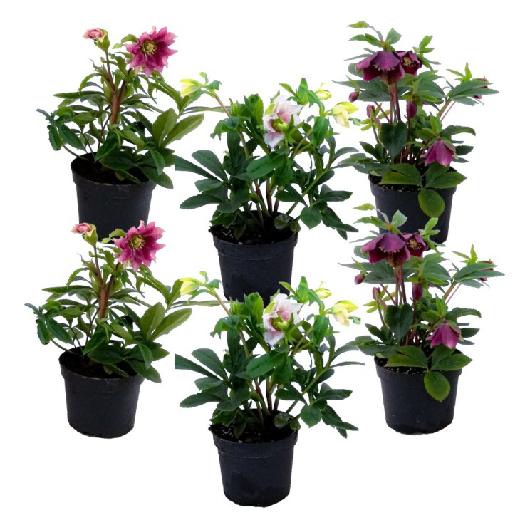 Rose de Noël - Set de 6 - Helleborus orientalis - Hauteur 20-30cm - ⌀12cm