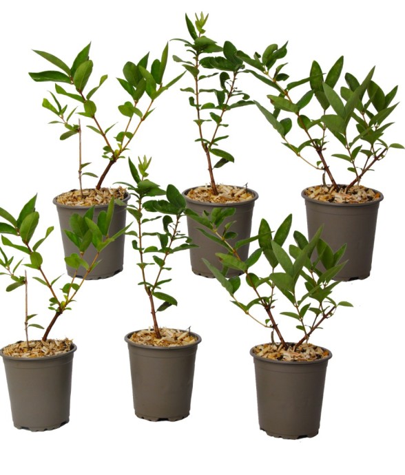 Chèvrefeuille - Set de 6 -...