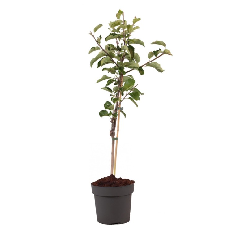 Pommier - Malus domestica 'Elstar' - Hauteur 90-100cm - ⌀21cm