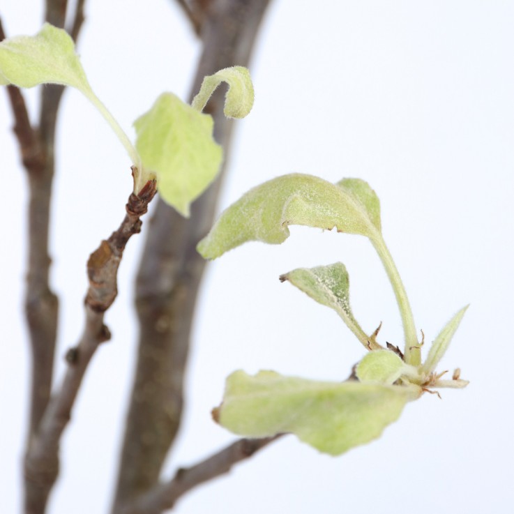 Pommier - Malus domestica 'Elstar' - Hauteur 90-100cm - ⌀21cm