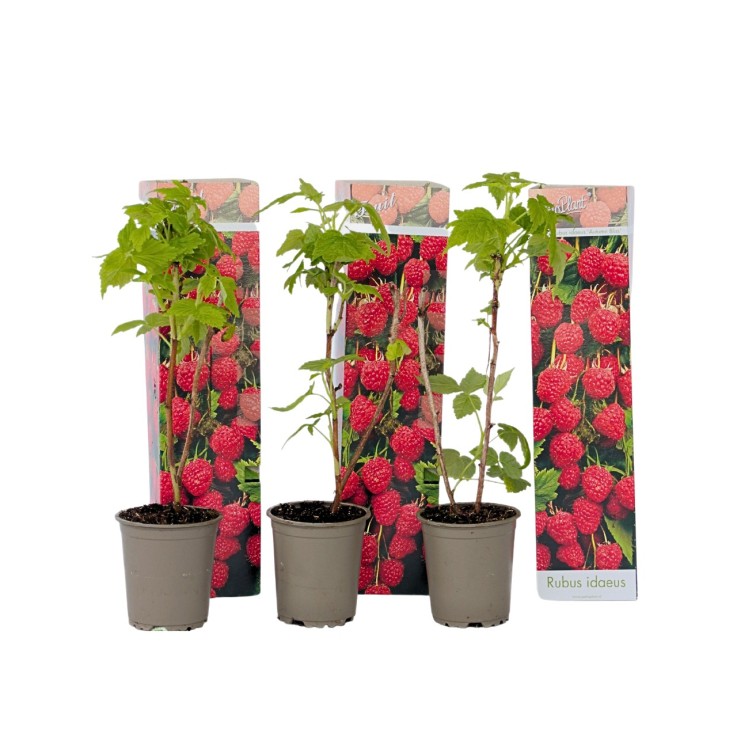 Framboisier - Set de 3 - Rubus ideaus 'Autumn Bliss' - Hauteur 25-40cm - ⌀9cm