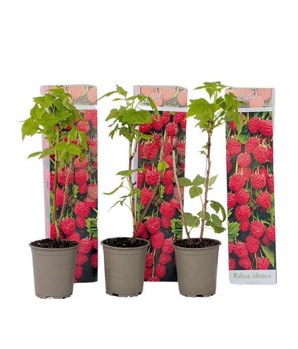 Framboisier - Set de 3 -...