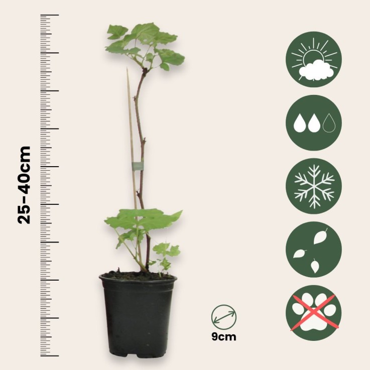 Framboisier - Set de 3 - Rubus ideaus 'Autumn Bliss' - Hauteur 25-40cm - ⌀9cm