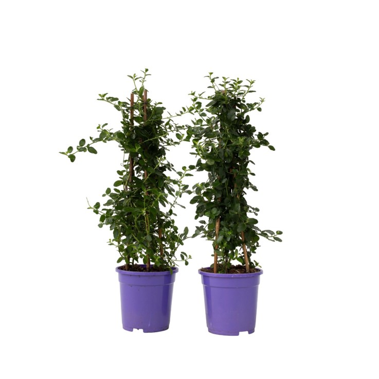 Lilas de Californie - Set de 2 - Ceanothus Repens - H60-70cm - ⌀17cm