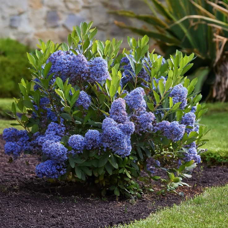 Lilas de Californie - Set de 2 - Ceanothus Repens - H60-70cm - ⌀17cm