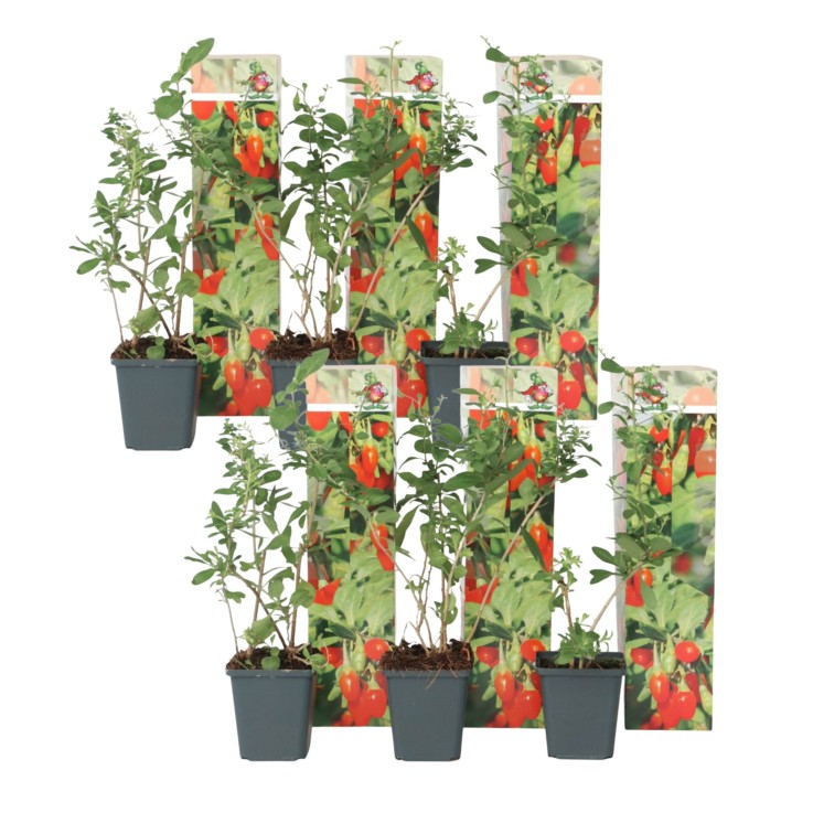 Baie de Goji - Set de 6 - Lycium barbarum - Hauteur 25-40cm - ⌀9cm