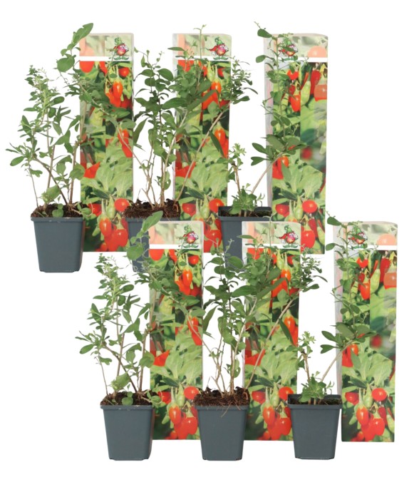 Baie de Goji - Set de 6 -...