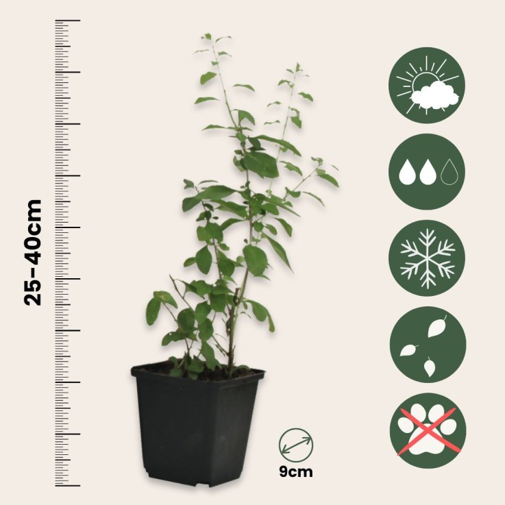 Baie de Goji - Set de 6 - Lycium barbarum - Hauteur 25-40cm - ⌀9cm