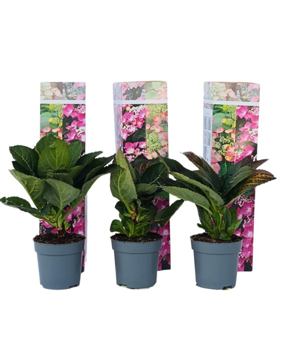 Hortensia - Set de 6 -...