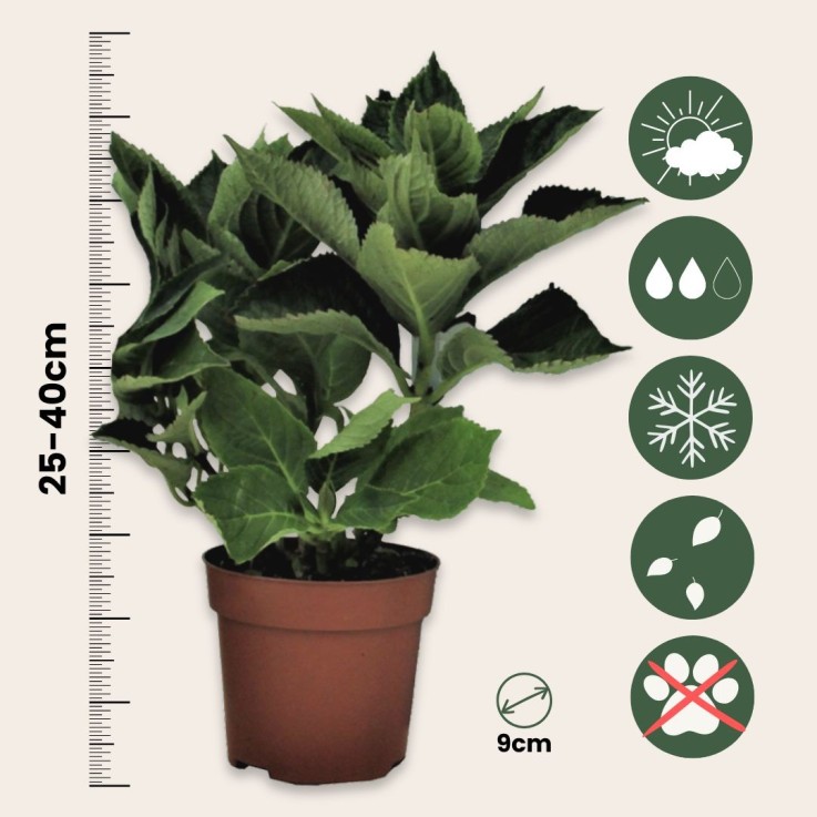 Hortensia - Set de 6 - Hydrangea macrophylla teller 'Red Bull' - H25-40cm - ⌀9cm