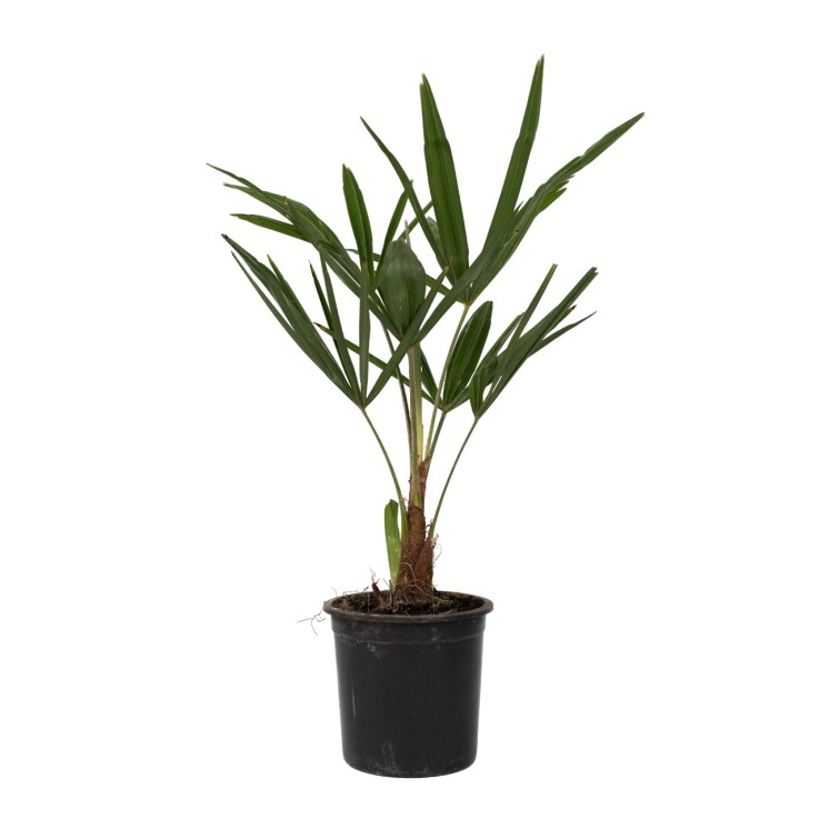 Palmier de Chine - Set de 4 - Trachycarpus Fortunei - Hauteur 35-45cm - ⌀15cm