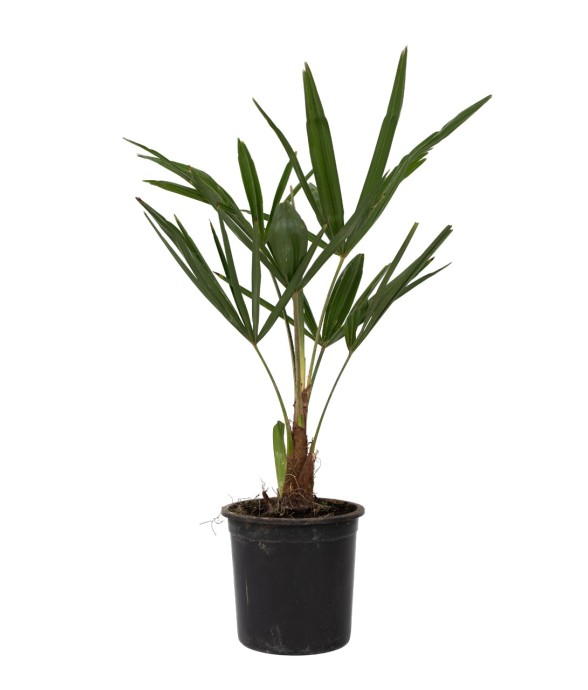 Palmier de Chine - Set de 4...