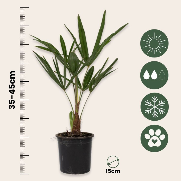 Palmier de Chine - Set de 4 - Trachycarpus Fortunei - Hauteur 35-45cm - ⌀15cm