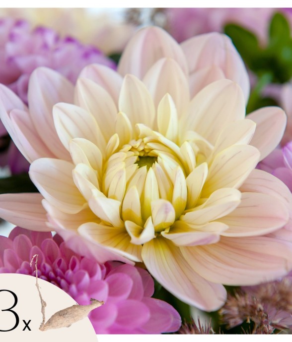 Dahlias - Set de 3 - Dahlia...
