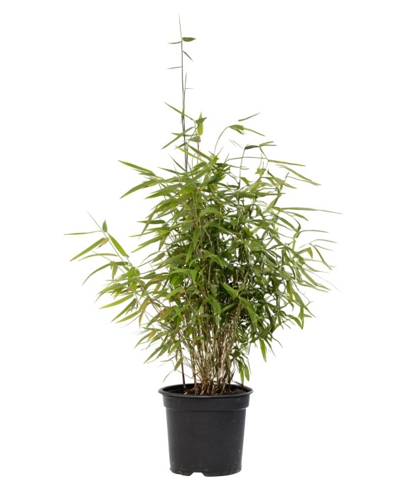 Bambou non-traçant -...