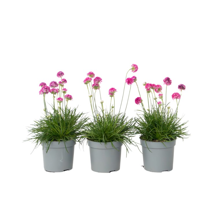 Oeillet des sables - Set de 3 - Armeria maritima 'Deep Rose' - H20-30cm - ⌀12cm