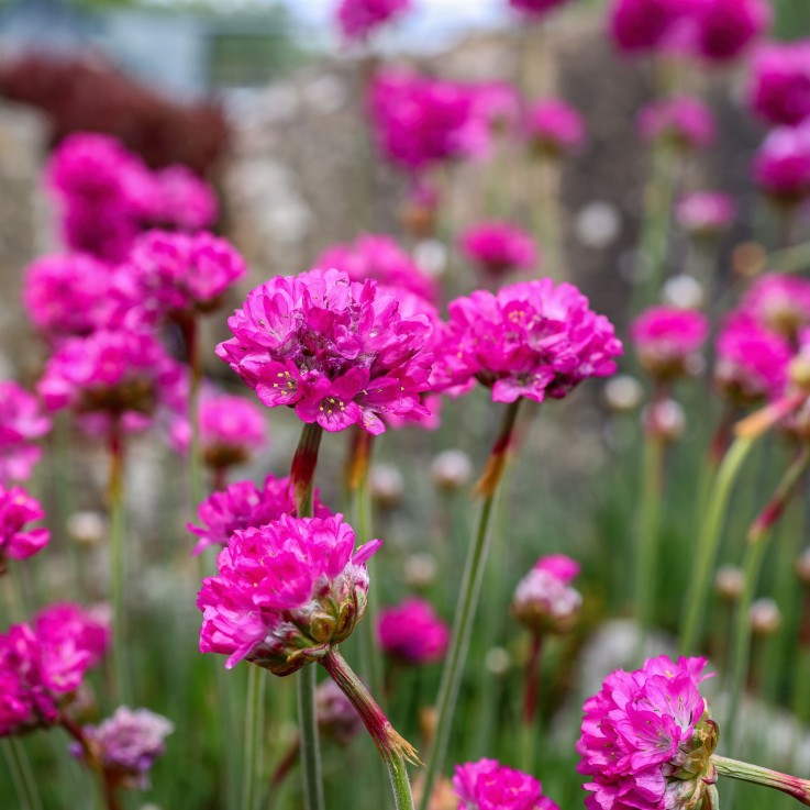 Oeillet des sables - Set de 3 - Armeria maritima 'Deep Rose' - H20-30cm - ⌀12cm