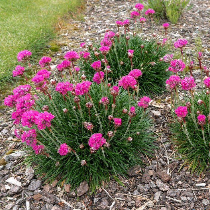 Oeillet des sables - Set de 3 - Armeria maritima 'Deep Rose' - H20-30cm - ⌀12cm