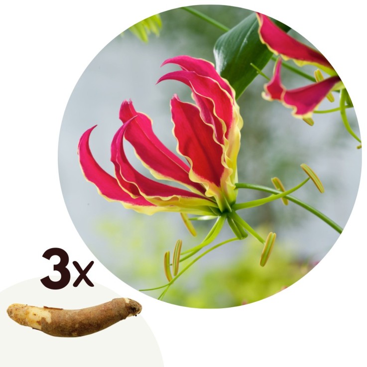 Glaïeul - Set de 3 - Gloriosa 'Rothschildiana' - Rhizomes - Rouge