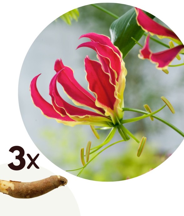 Glaïeul - Set de 3 -...