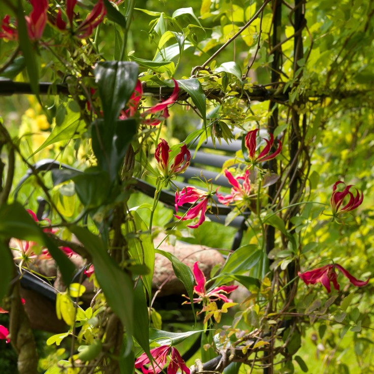 Glaïeul - Set de 3 - Gloriosa 'Rothschildiana' - Rhizomes - Rouge