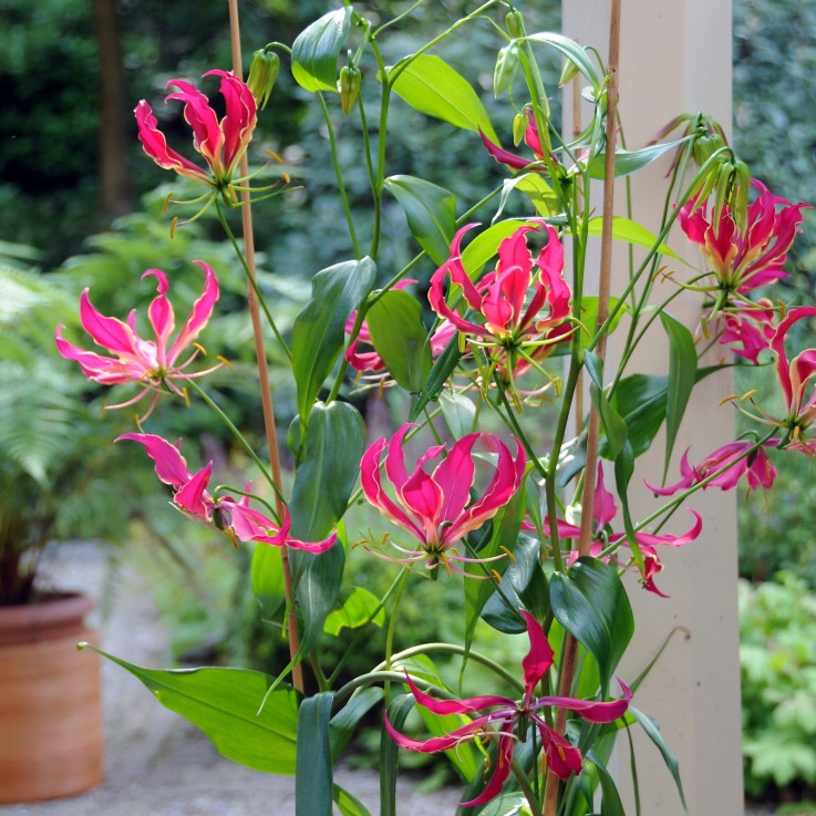 Glaïeul - Set de 3 - Gloriosa 'Rothschildiana' - Rhizomes - Rouge