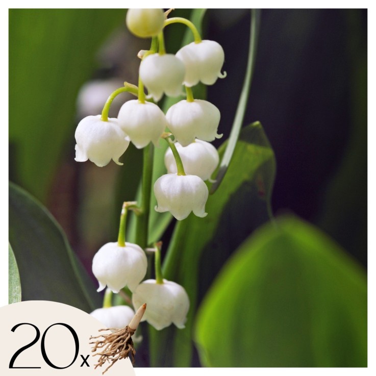 Muguet de mai - Set de 20 - Convallaria 'Majalis' - Bulbes à fleurs - Blanc