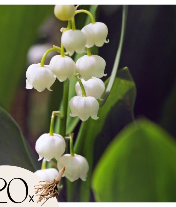 Muguet de mai - Set de 20 -...