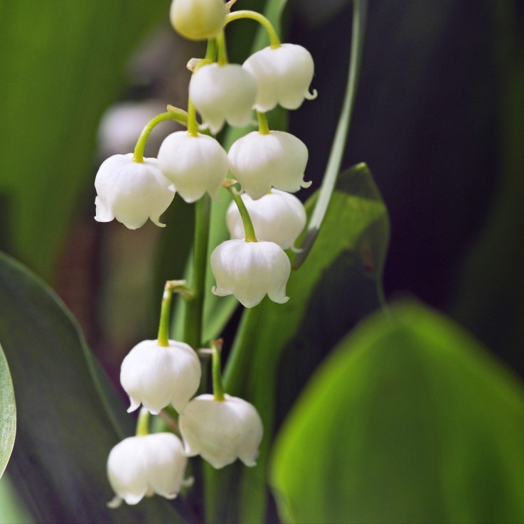 Muguet de mai - Set de 20 - Convallaria 'Majalis' - Bulbes à fleurs - Blanc