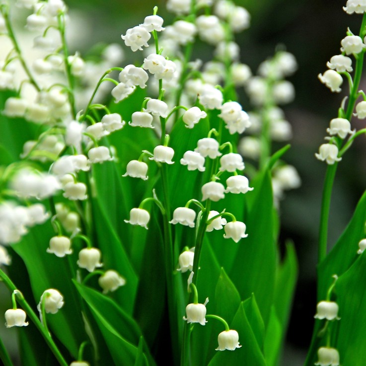 Muguet de mai - Set de 20 - Convallaria 'Majalis' - Bulbes à fleurs - Blanc