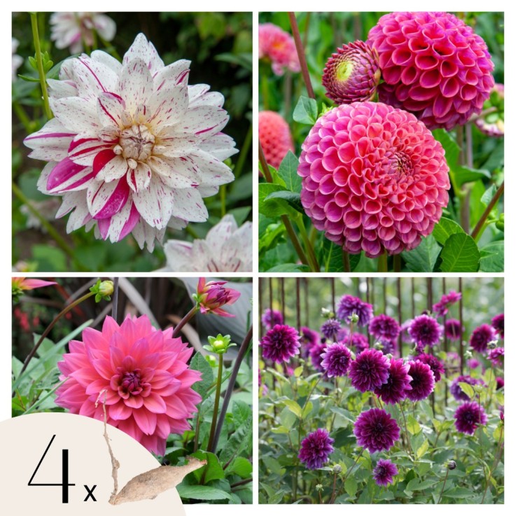 Dahlias - Set de 4 - Dahlia 'Bouqet Sunrise' - Bulbes à fleurs