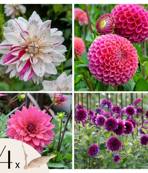 Dahlias - Set de 4 - Dahlia...