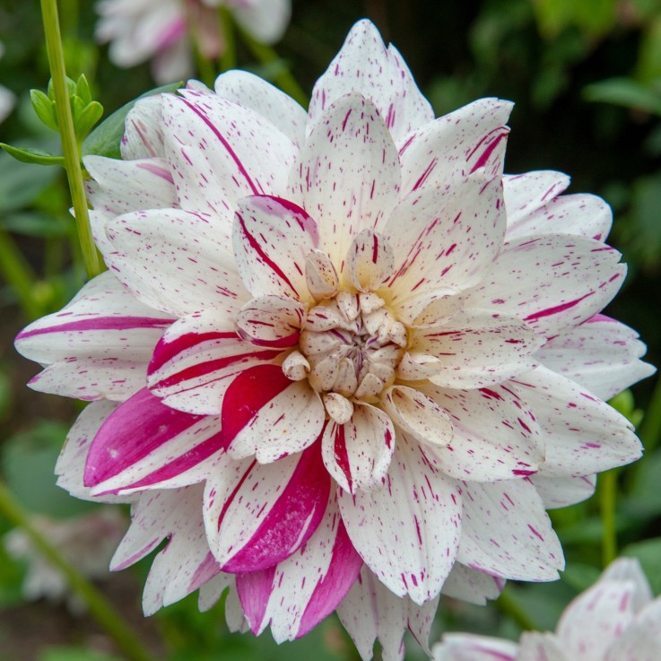 Dahlias - Set de 4 - Dahlia 'Bouqet Sunrise' - Bulbes à fleurs