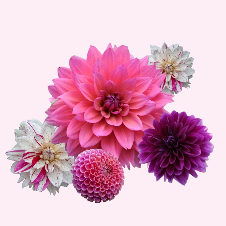 Dahlias - Set de 4 - Dahlia 'Bouqet Sunrise' - Bulbes à fleurs