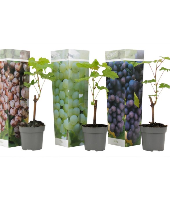 Vigne à raisin - Set de 3 -...
