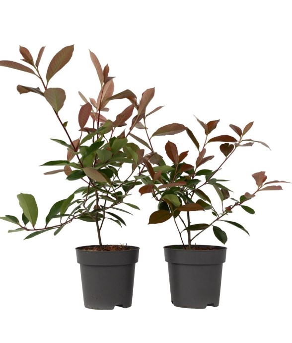 Feuille de noyer - Set de 2...