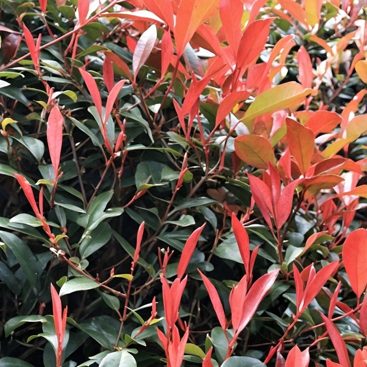 Feuille de noyer - Set de 2 - Photinia fraseri 'Red Robin' - H30-40cm - ⌀17cm