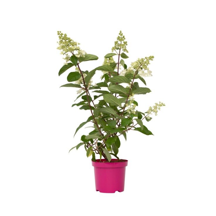 Hortensia - Hydrangea paniculata 'Pinky Winky' - Hauteur 25-40cm - ⌀19cm