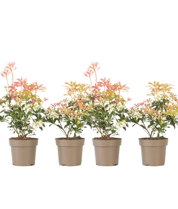 Andromède du Japon - Set de...