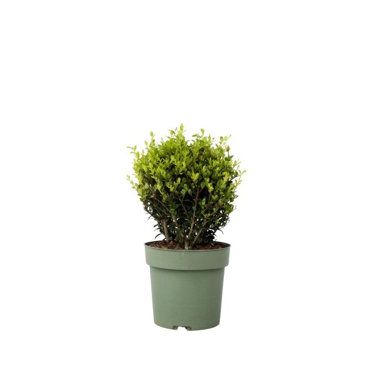 Houx crenelé - Ilex crenata 'Jenny' - Hauteur 30-40cm - ⌀17cm