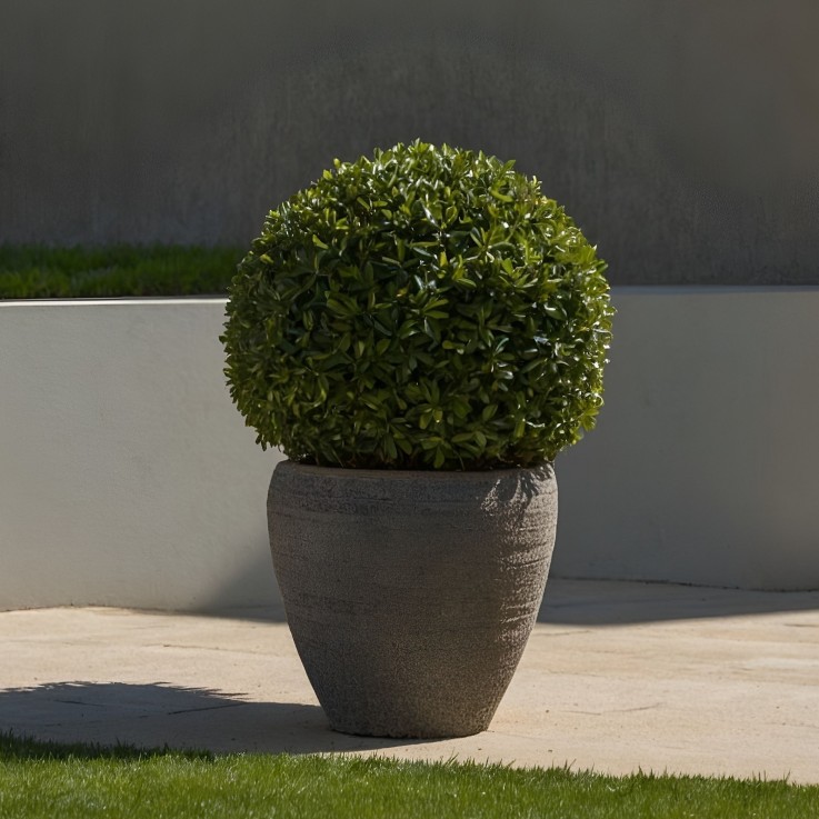 Houx crenelé - Ilex crenata 'Jenny' - Hauteur 30-40cm - ⌀17cm