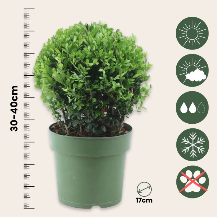 Houx crenelé - Ilex crenata 'Jenny' - Hauteur 30-40cm - ⌀17cm